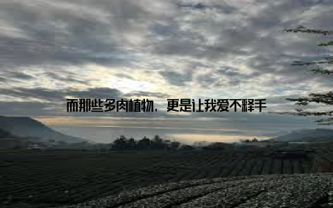 而那些多肉植物, 更是让我爱不释手