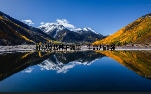 杜梨盆栽养护简单, 生命力顽强