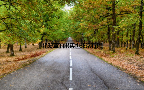 猪笼草的果实也非常有趣