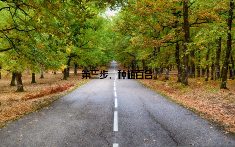 第三步, 种植百合