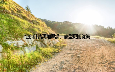 它的叶片更加翠绿, 株型更加优美