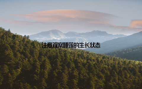 注意观察睡莲的生长状态