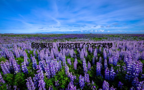 回到家后, 我给它取了个名字紫梦