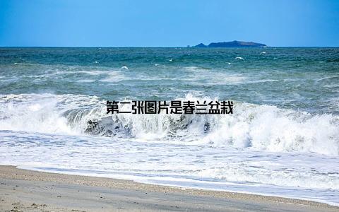 第二张图片是春兰盆栽