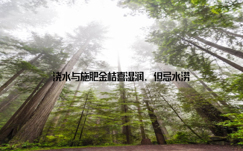 浇水与施肥金桔喜湿润, 但忌水涝