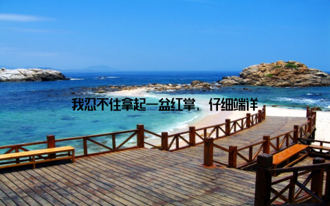 我忍不住拿起一盆红掌, 仔细端详