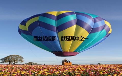 而盆栽棕榈, 就是其中之一