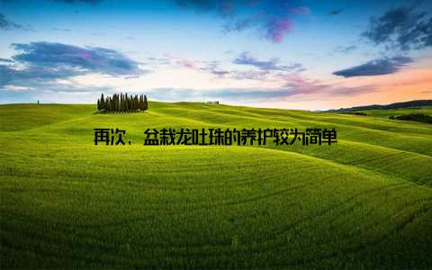 再次, 盆栽龙吐珠的养护较为简单