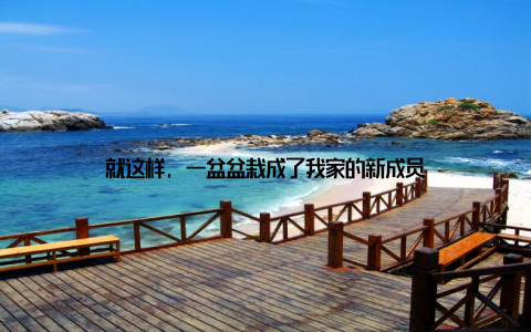 就这样, 一盆盆栽成了我家的新成员