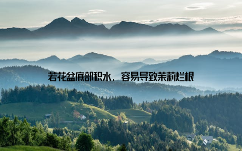 若花盆底部积水, 容易导致茉莉烂根