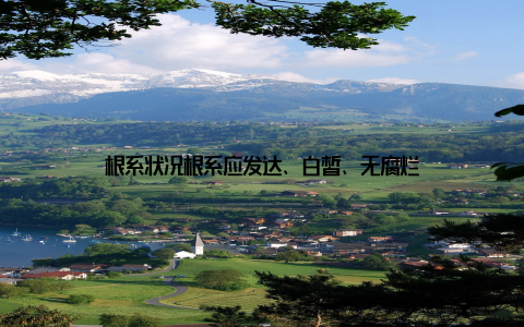 根系状况根系应发达、白皙、无腐烂