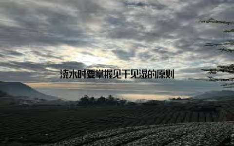 浇水时要掌握见干见湿的原则