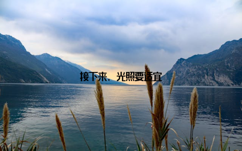 接下来, 光照要适宜