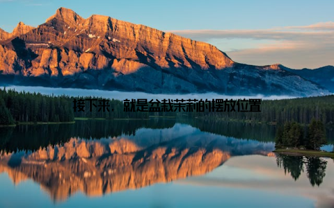 接下来, 就是盆栽茉莉的摆放位置