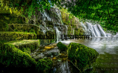 而木槿盆盆栽, 正是这样的存在