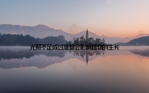 光照不足或过度都会影响植物的生长