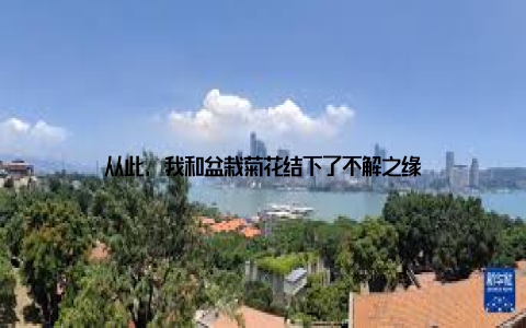 从此, 我和盆栽菊花结下了不解之缘
