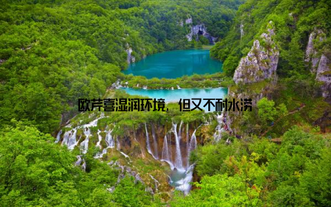 欧芹喜湿润环境, 但又不耐水涝