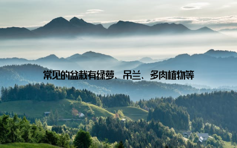 常见的盆栽有绿萝、吊兰、多肉植物等