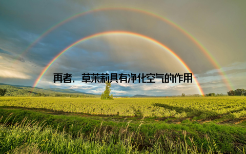 再者, 草茉莉具有净化空气的作用