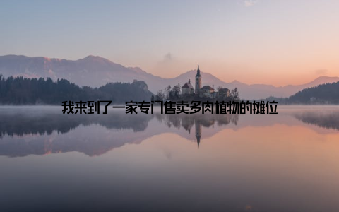 我来到了一家专门售卖多肉植物的摊位