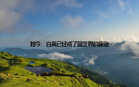 如今, 白英已经成了园艺界的新宠