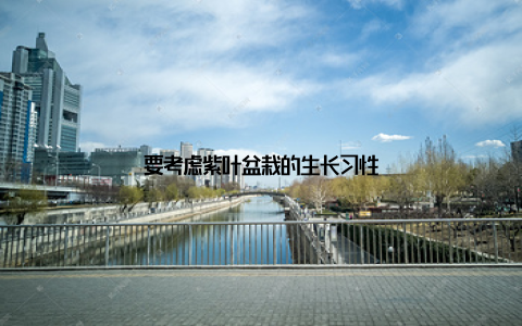 要考虑紫叶盆栽的生长习性