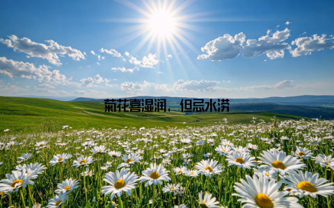 菊花喜湿润, 但忌水涝