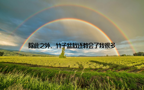 除此之外, 竹子盆栽还教会了我很多