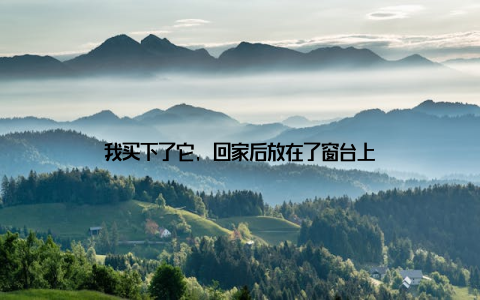 我买下了它, 回家后放在了窗台上