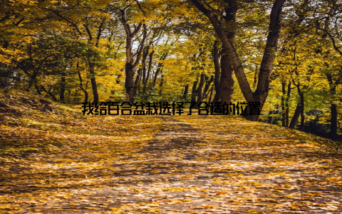 我给百合盆栽选择了合适的位置