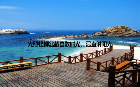 光照怪柳盆栽喜散射光, 忌直射阳光