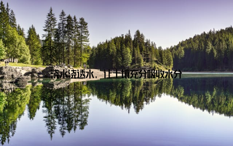 浇水浇透水, 让土壤充分吸收水分