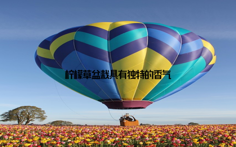 柠檬草盆栽具有独特的香气