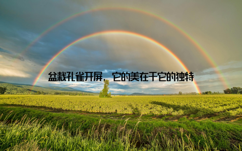 盆栽孔雀开屏, 它的美在于它的独特