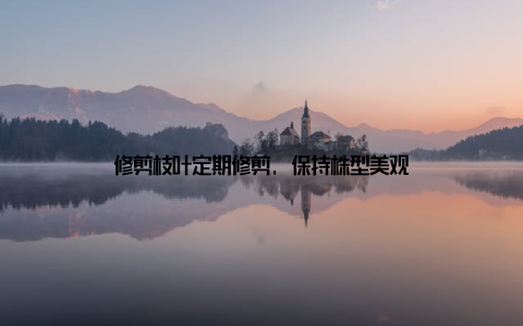 修剪枝叶定期修剪, 保持株型美观