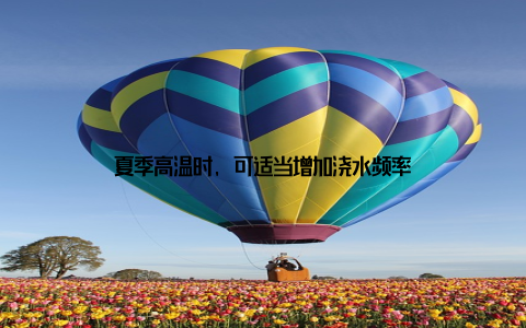 夏季高温时, 可适当增加浇水频率