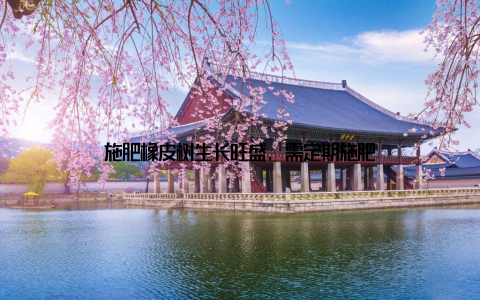 施肥橡皮树生长旺盛, 需定期施肥