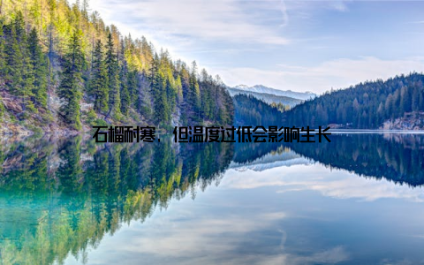 石榴耐寒, 但温度过低会影响生长