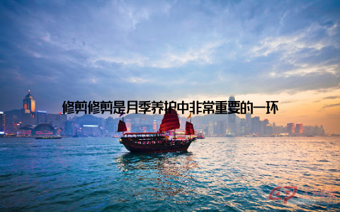 修剪修剪是月季养护中非常重要的一环