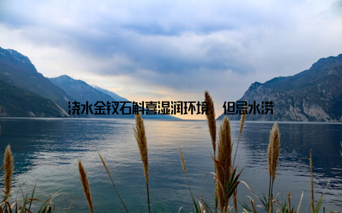 浇水金钗石斛喜湿润环境, 但忌水涝