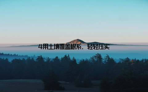 4用土壤覆盖根系, 轻轻压实