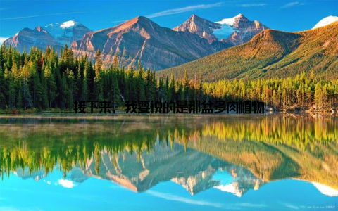 接下来, 我要说的是那盆多肉植物