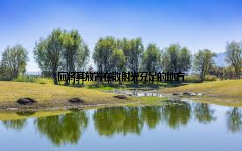 应将其放置在散射光充足的地方