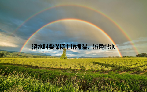 浇水时要保持土壤微湿, 避免积水