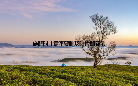 施肥时注意不要触及叶片和花朵