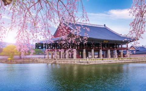 – 肥料选用适合观叶植物的生长肥料