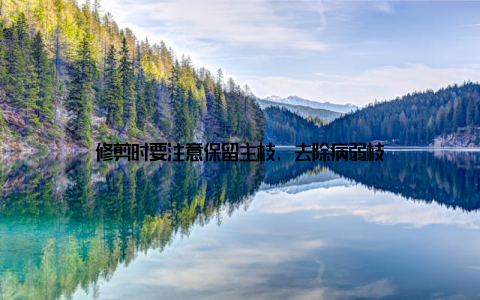 修剪时要注意保留主枝, 去除病弱枝