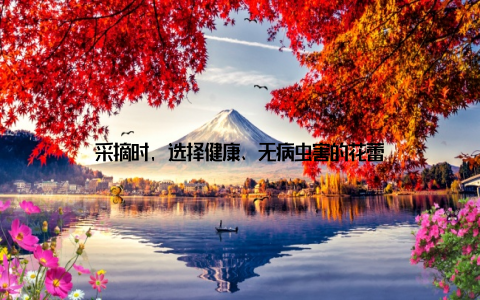 采摘时, 选择健康、无病虫害的花蕾