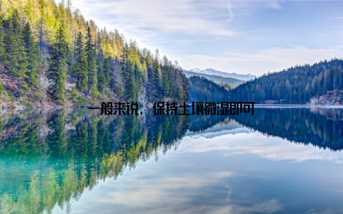 一般来说, 保持土壤微湿即可